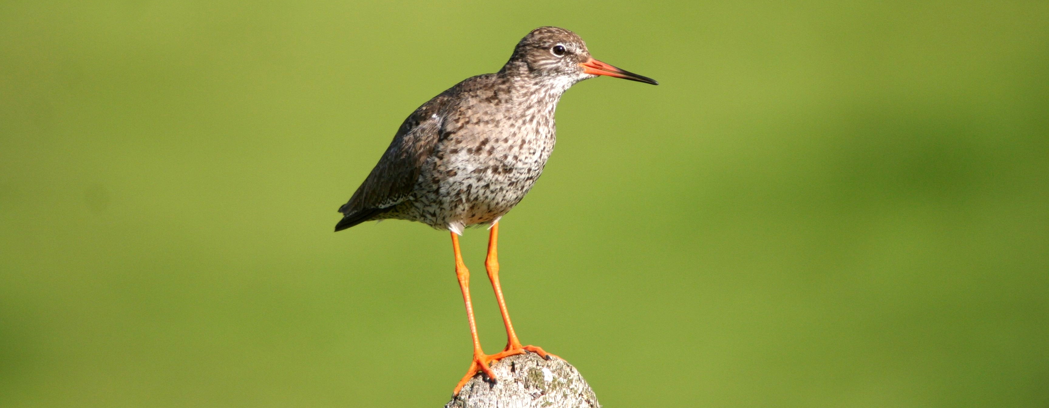 Na polních rozlivech okolo Lanžhota začíná ptačí sezóna