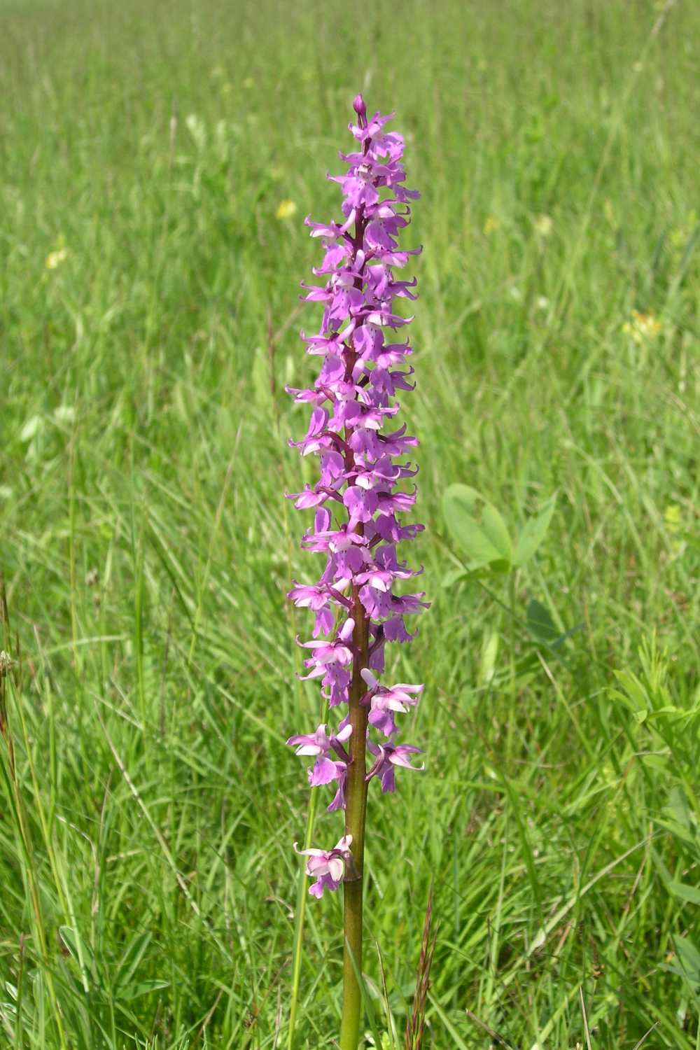 Rozkvetlá Orchis mascula v trávě.