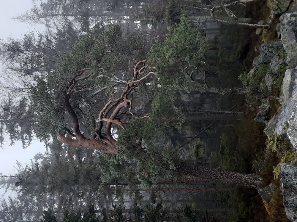 borovice na Marásku, Foto: Jana Fischerová